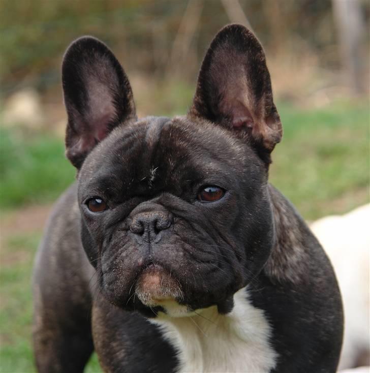 Fransk bulldog Lui Aimeé Coco Chanel billede 20