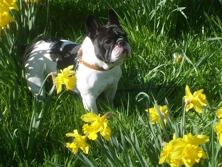 Fransk bulldog Dauløkkes Vogue La Blance - foto tove m.n. billede 12