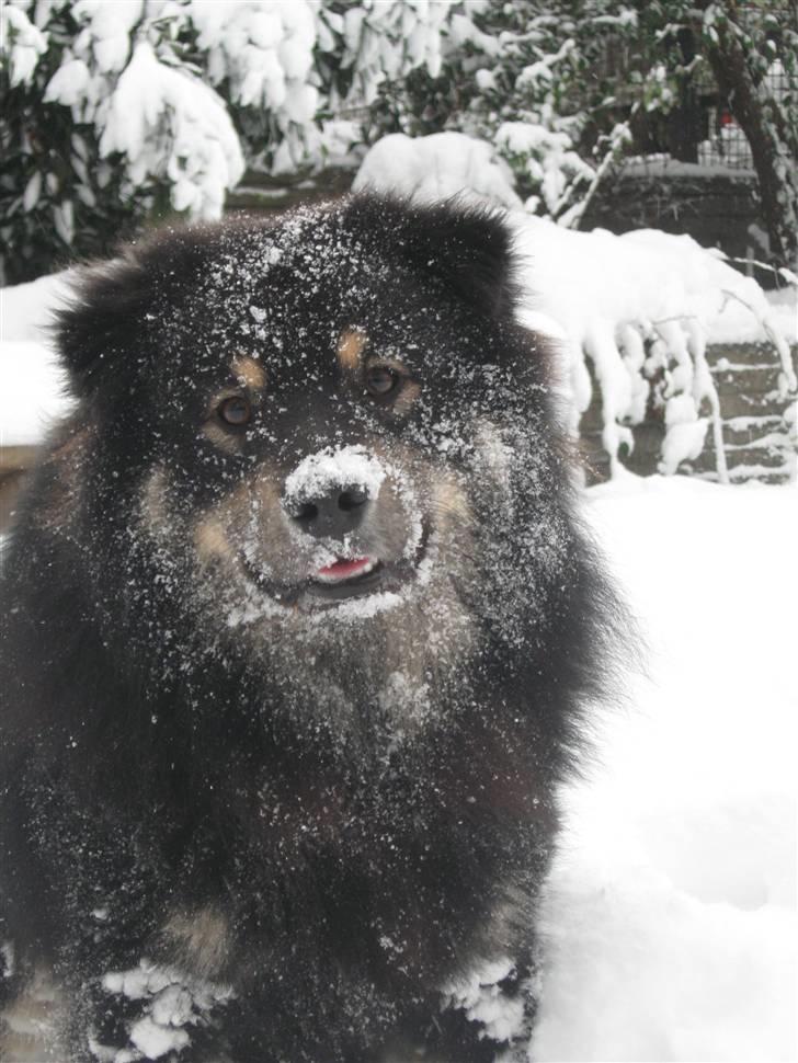 Finsk lapphund Lapinlumon Festus billede 1