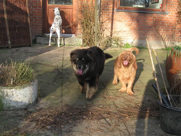 Finsk lapphund Lapinlumon Festus - Festus og Ingolf som også kaldes sheriffen billede 2