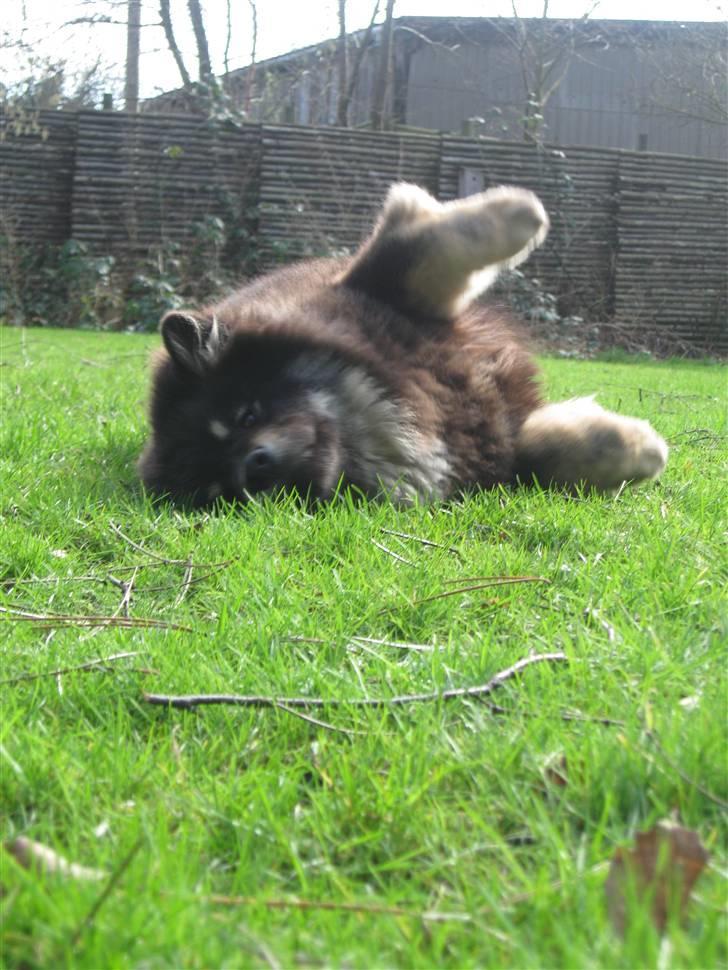 Finsk lapphund Lapinlumon Festus - Forårssol lækkert billede 3