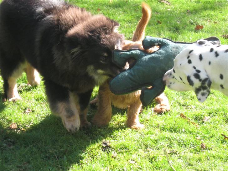 Finsk lapphund Lapinlumon Festus - Trækkeleg billede 4