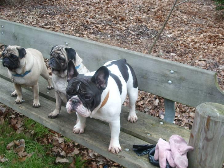 Fransk bulldog Dauløkkes Vogue La Blance - moppepiger Google, Bellis, Laura billede 13