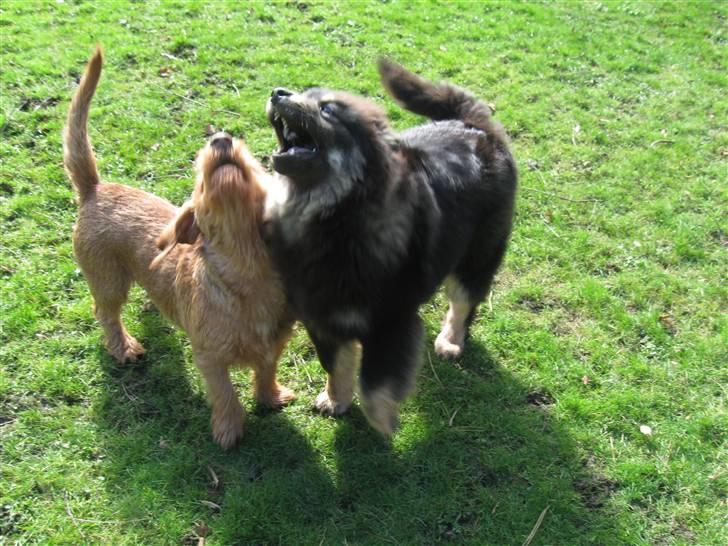 Finsk lapphund Lapinlumon Festus - at hyle i kor billede 5