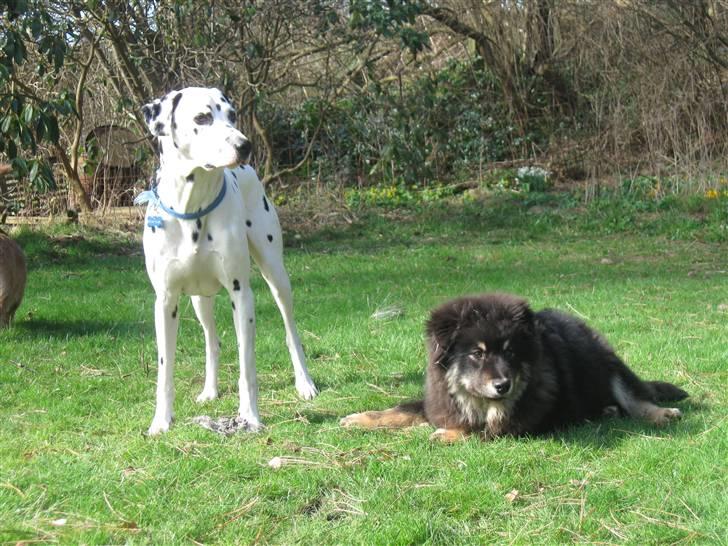 Finsk lapphund Lapinlumon Festus - Frodo holder vagt billede 6