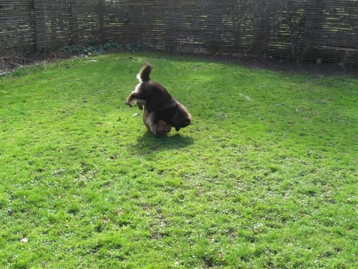 Finsk lapphund Lapinlumon Festus - sådan fælder sheriffen, Festus med en rask bid ibenet billede 7