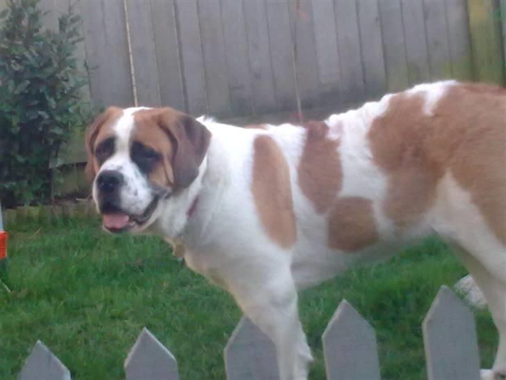 Sankt bernhardshund freja - er jeg ikke bare smuk billede 8