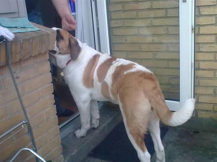 Sankt bernhardshund freja - Eeeej ham henrik er bare rigtig god til at nusse mine øre billede 9