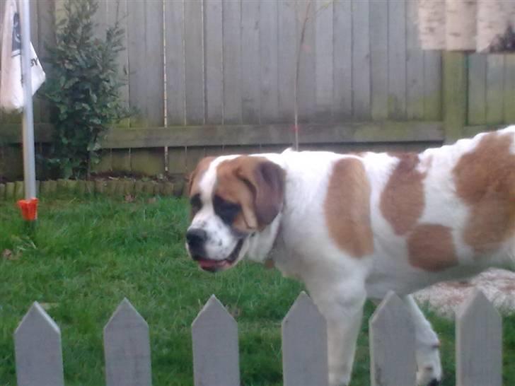 Sankt bernhardshund freja - er der slet ikke nogen der vil lege med mig billede 10