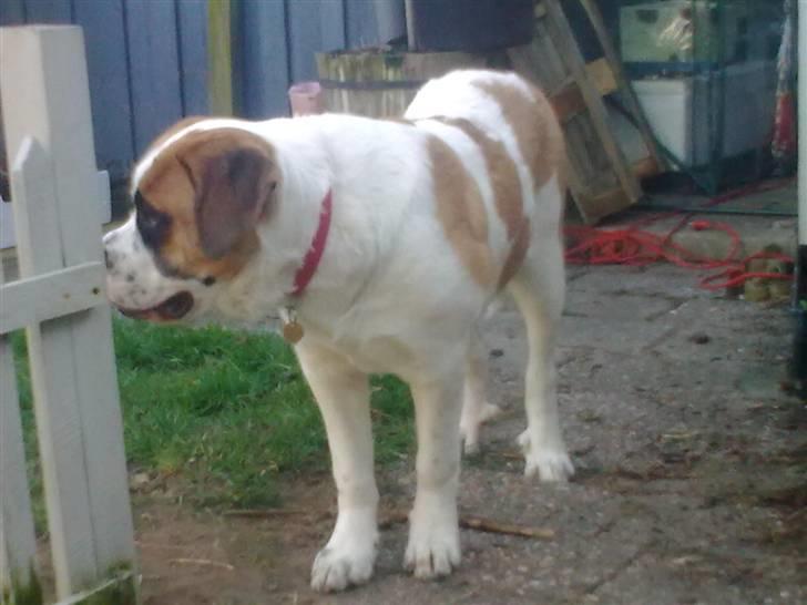 Sankt bernhardshund freja - halloooo er der nogen,jeg synes at jeg hørte noget billede 11