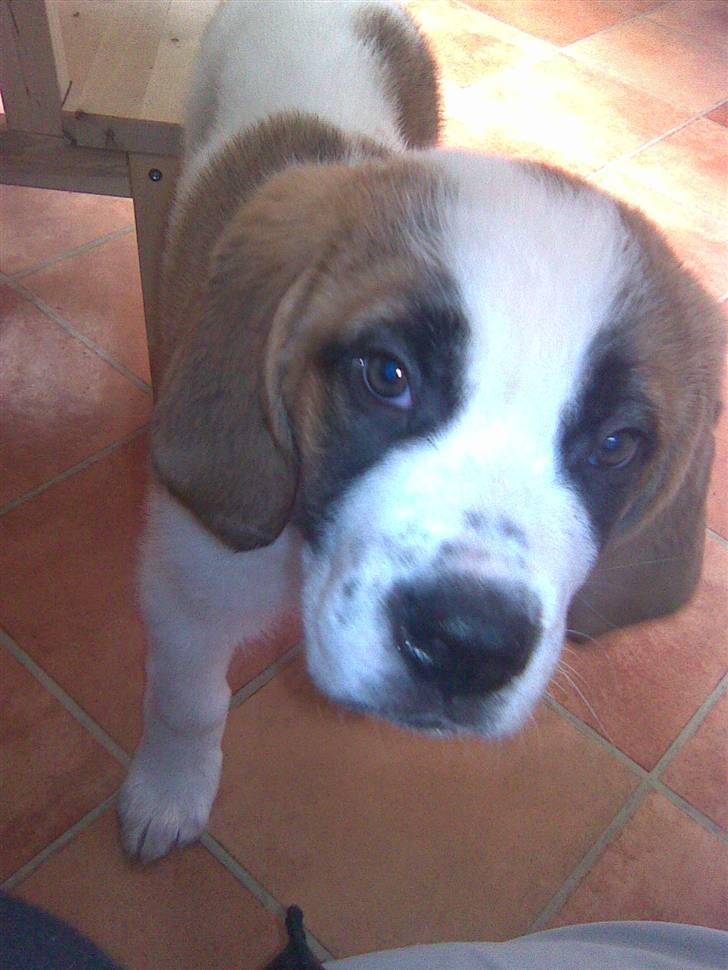 Sankt bernhardshund freja - prøv lige at se hvor sød jeg er så, får jeg en godbid nu billede 12