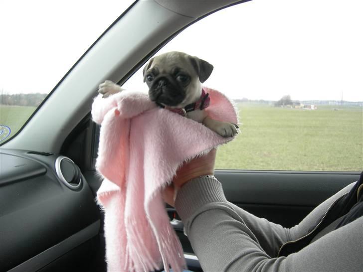 Mops KARLA - 8 uger, på vej hjem :-) billede 1