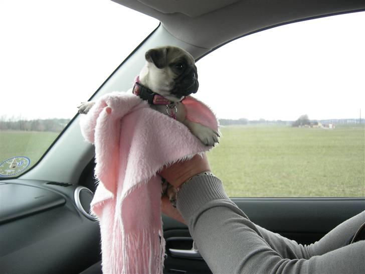 Mops KARLA billede 2