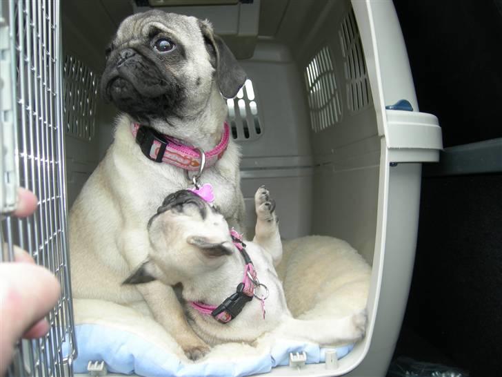 Mops KARLA billede 3