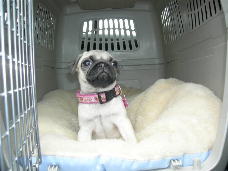 Mops KARLA billede 4