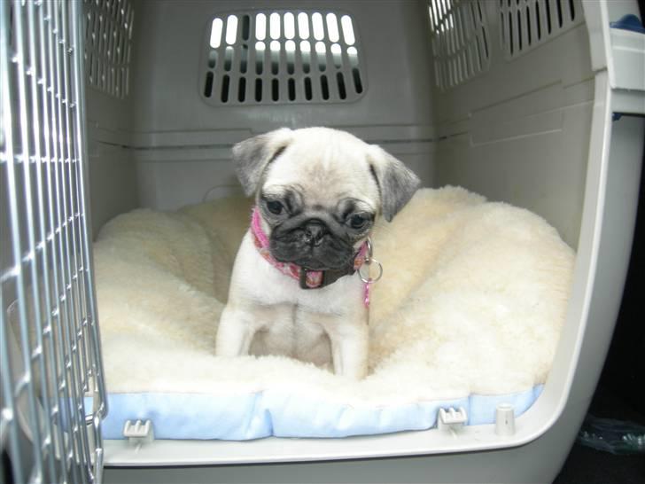 Mops KARLA billede 5