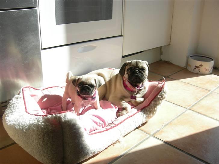 Mops KARLA billede 6