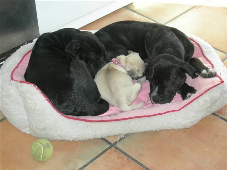 Mops KARLA billede 7