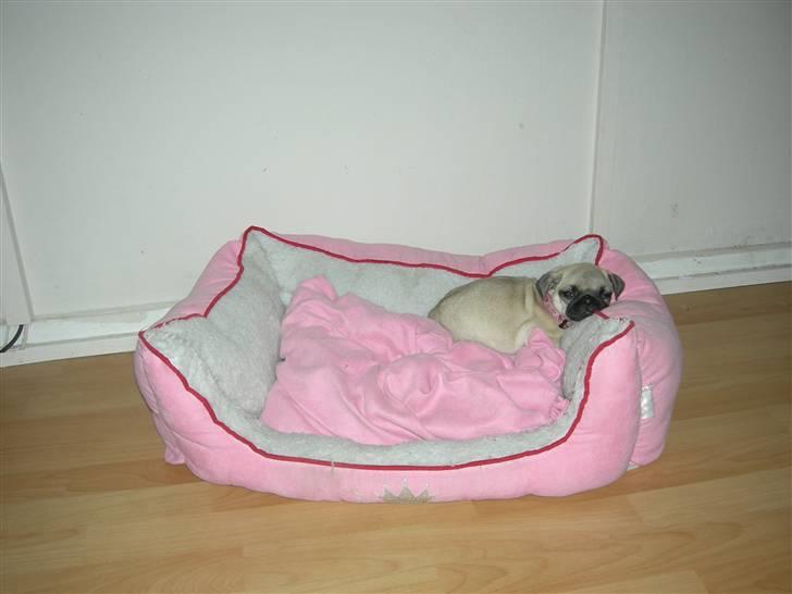 Mops KARLA billede 8