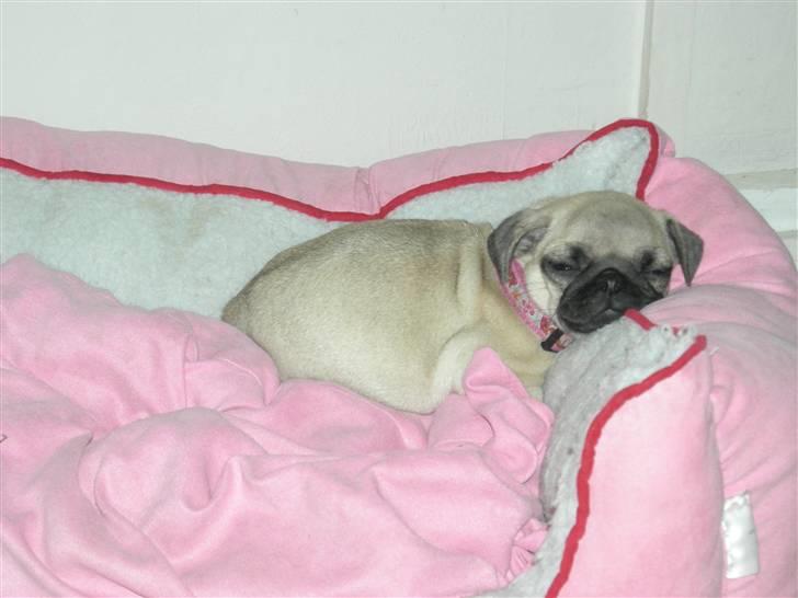 Mops KARLA billede 9