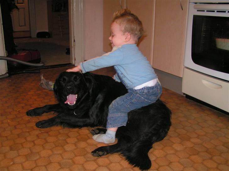 Flat coated retriever Rollo R.I.P - Rollo og Florian  billede 6