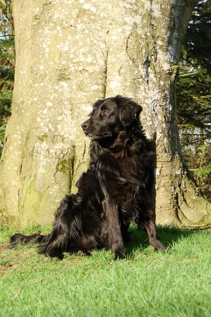 Flat coated retriever Rollo R.I.P billede 7
