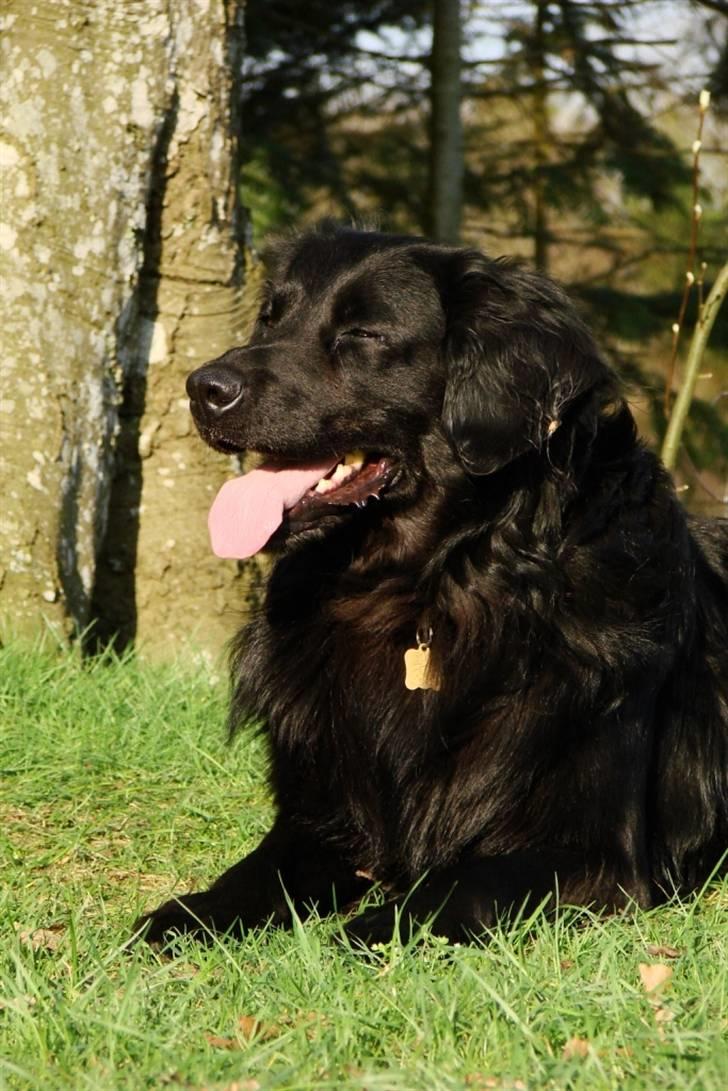 Flat coated retriever Rollo R.I.P billede 8