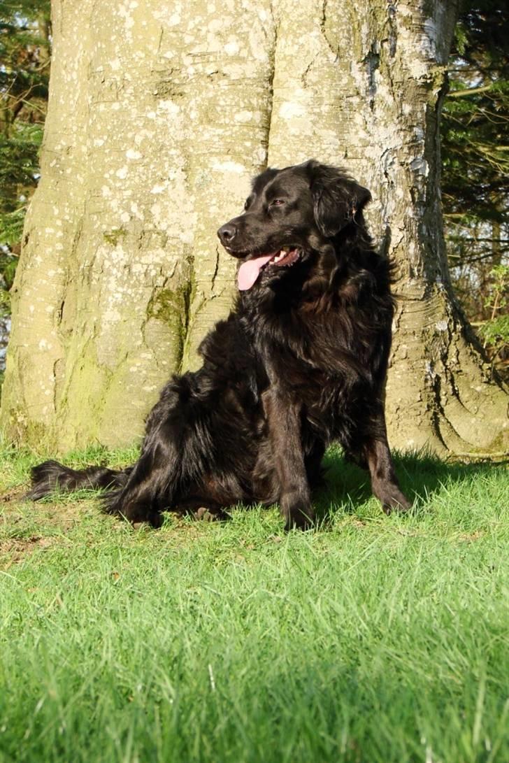 Flat coated retriever Rollo R.I.P billede 9