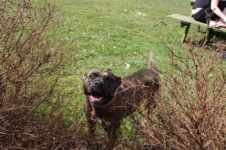 Amerikansk staffordshire terrier Angel billede 12