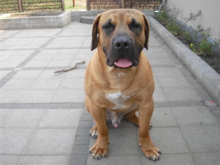 Boerboel Rathmanns Poseidon  - D. 13 april 2009 billede 2