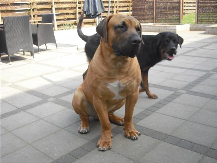 Boerboel Rathmanns Poseidon  - D. 13 april 2009 billede 3