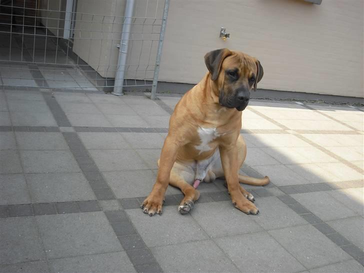 Boerboel Rathmanns Poseidon  - D. 13 april 2009 billede 4