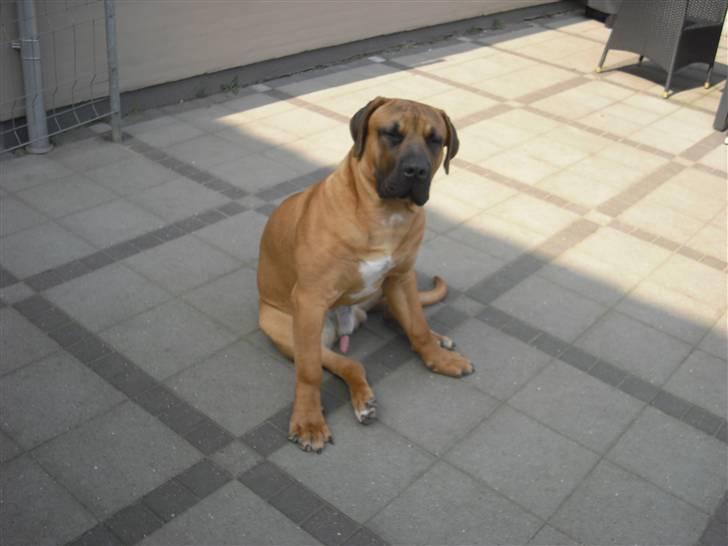 Boerboel Rathmanns Poseidon  - D. 13 april 2009 billede 5