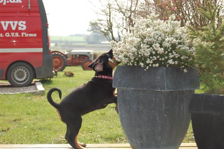 Rottweiler Kaztuz Blixtra ( Nala ) - 8 uger gammel, og på opdagelse i haven billede 3