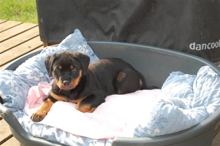 Rottweiler Kaztuz Blixtra ( Nala ) - 8 uger, og nyder vejret i haven billede 4