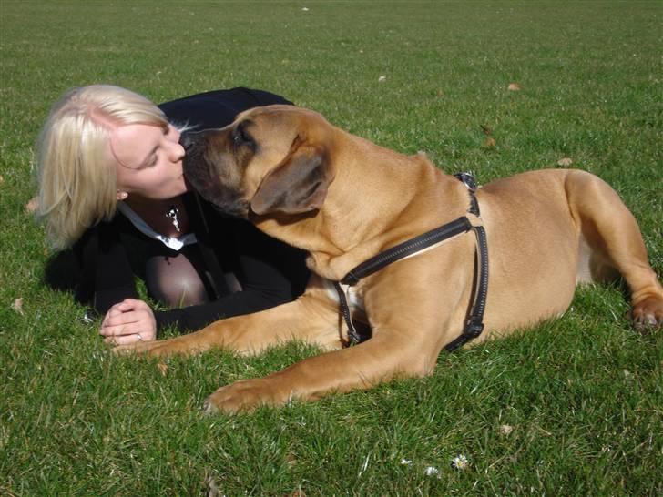 Boerboel Rathmanns Poseidon  - D. 9 april 2009 billede 6