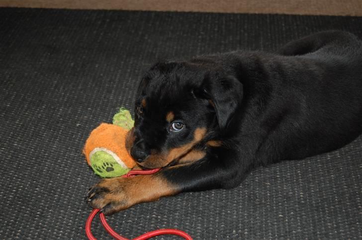 Rottweiler Kaztuz Blixtra ( Nala ) - 8 uger. Har bøffet storebrors bold billede 5