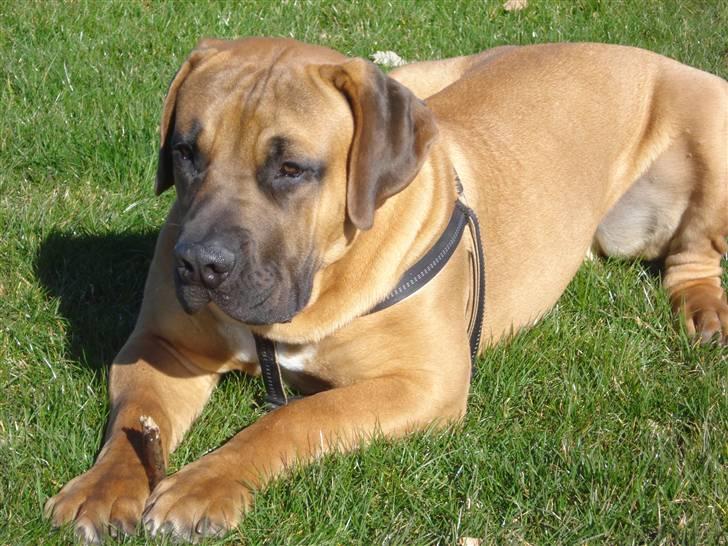 Boerboel Rathmanns Poseidon  - D. 9 april 2009 billede 7