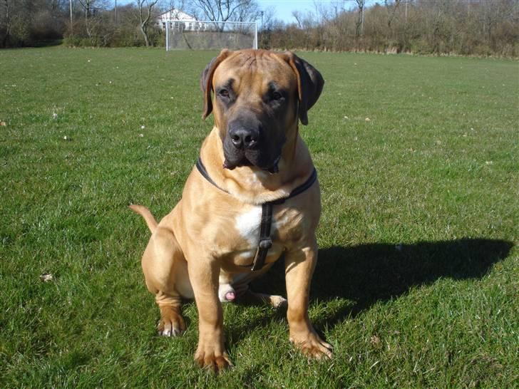 Boerboel Rathmanns Poseidon  - D. 9 april 2009 billede 8