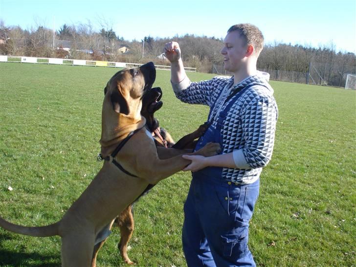 Boerboel Rathmanns Poseidon  - D. 9 april 2009 billede 9