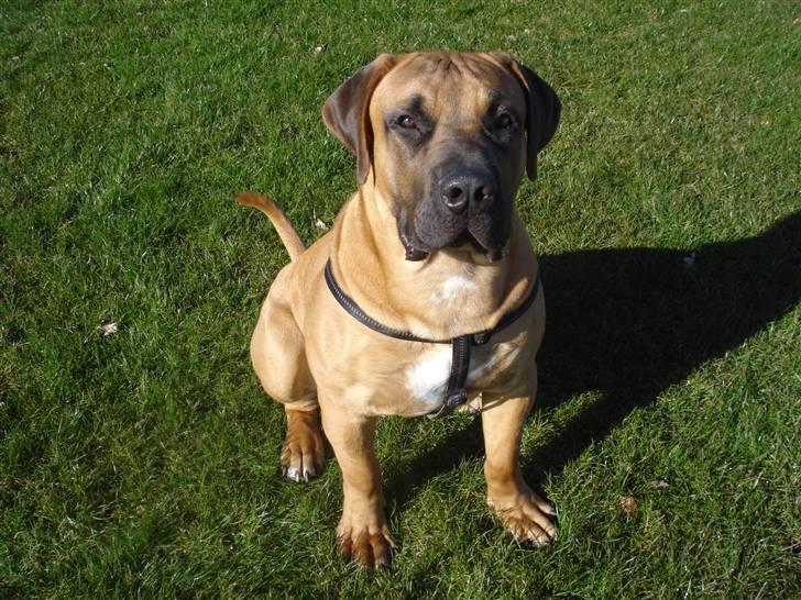 Boerboel Rathmanns Poseidon  - D. 9 april 2009 billede 10