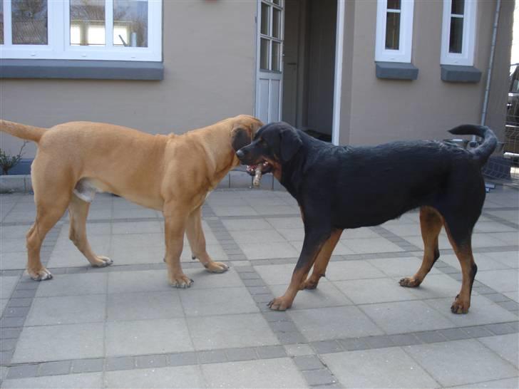 Boerboel Rathmanns Poseidon  - D. 9 april 2009 billede 12