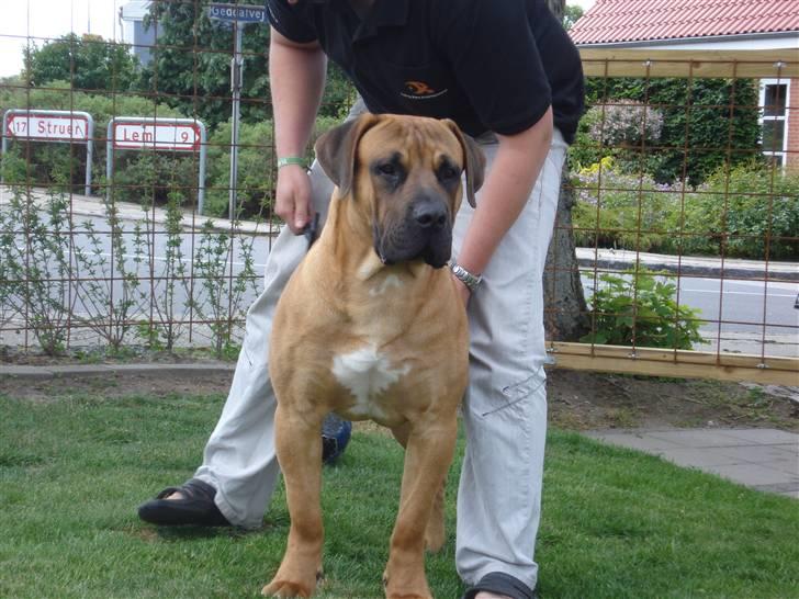 Boerboel Rathmanns Poseidon  billede 13
