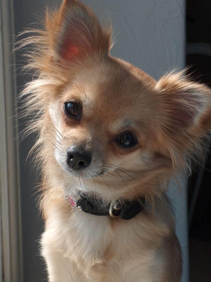 Chihuahua Emily billede 4