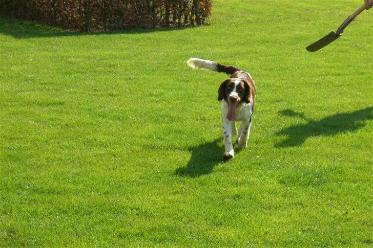 Engelsk springer spaniel Herkules billede 11