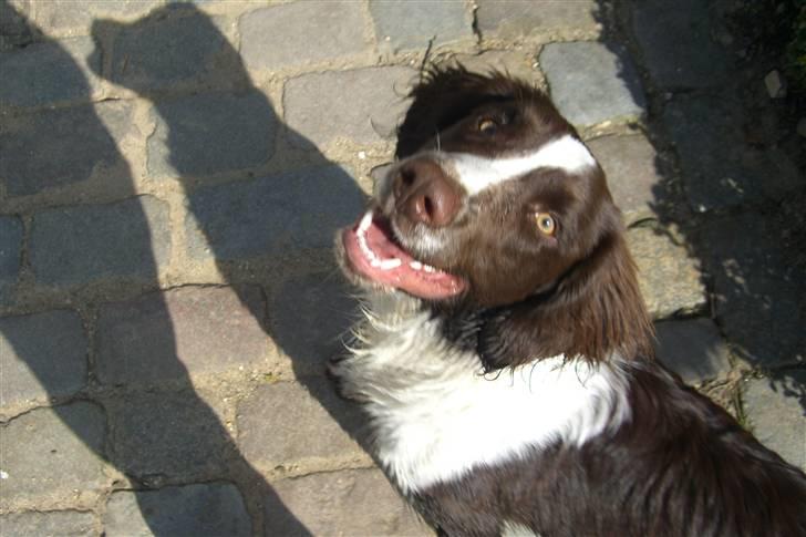 Engelsk springer spaniel Herkules billede 13