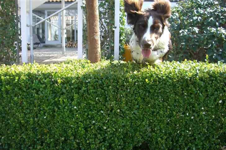 Engelsk springer spaniel Herkules billede 15