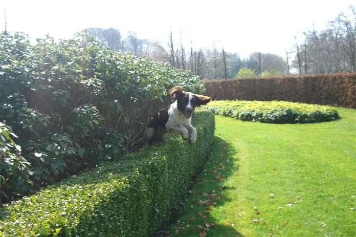 Engelsk springer spaniel Herkules billede 16