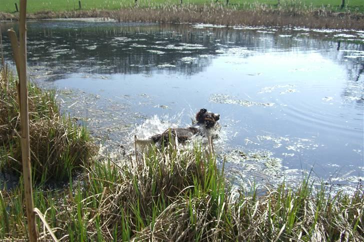 Engelsk springer spaniel Herkules billede 17