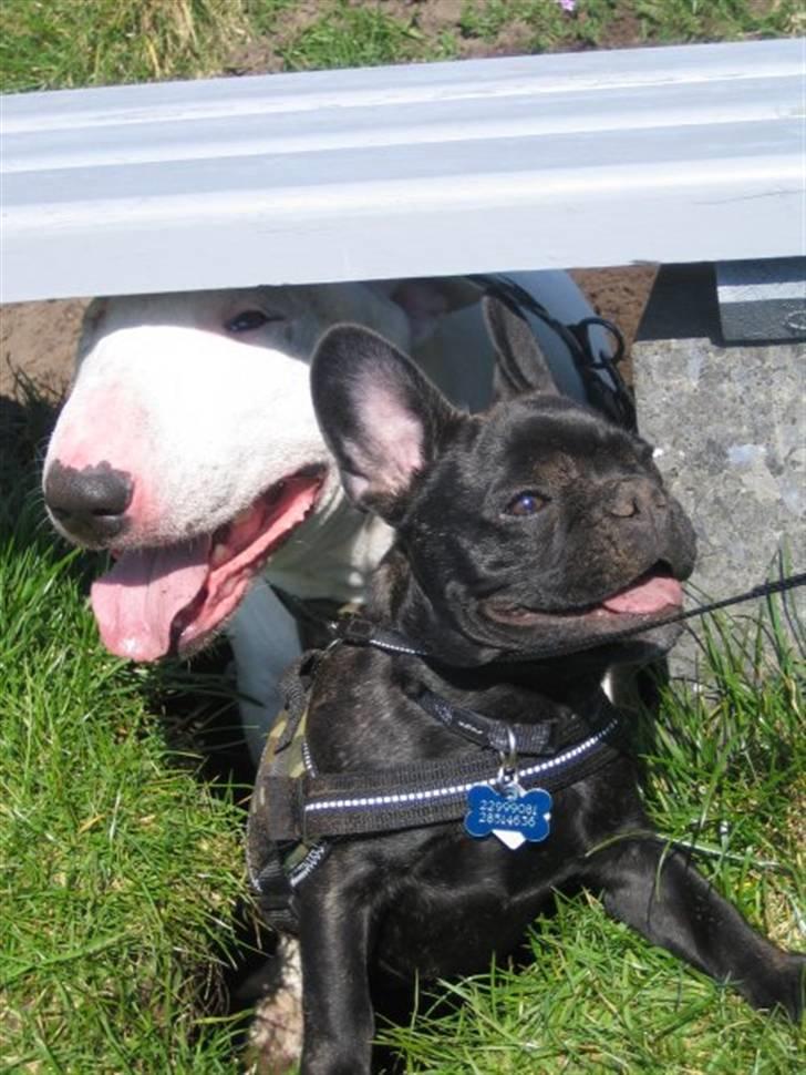 Fransk bulldog Tyson billede 12